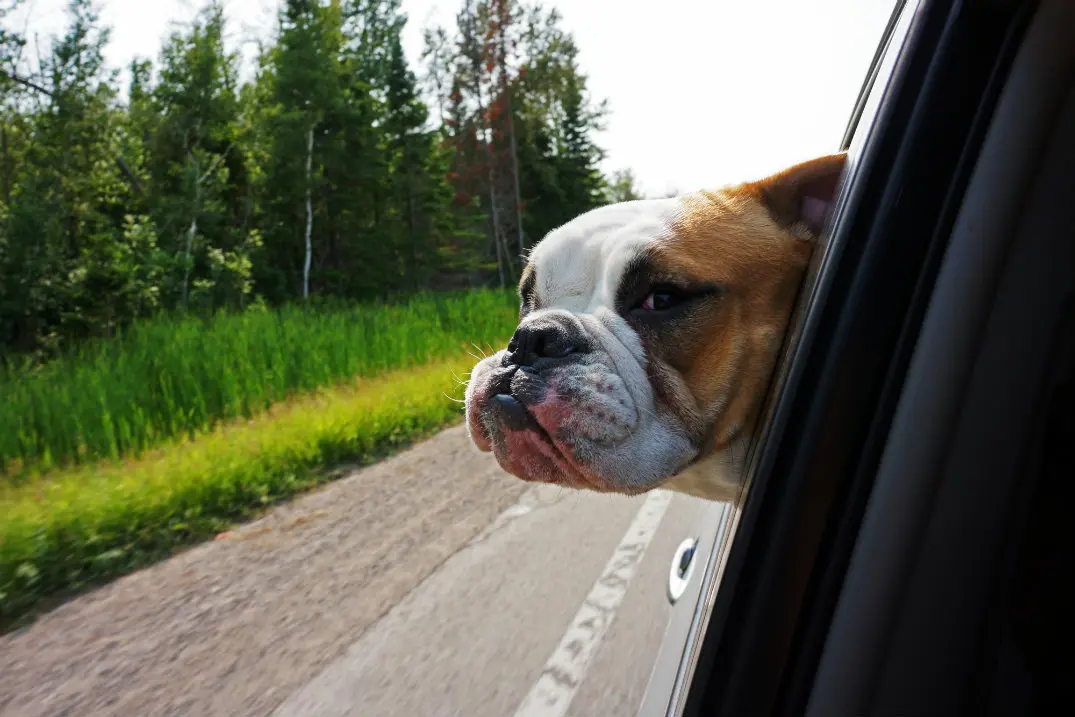 dog-friendly