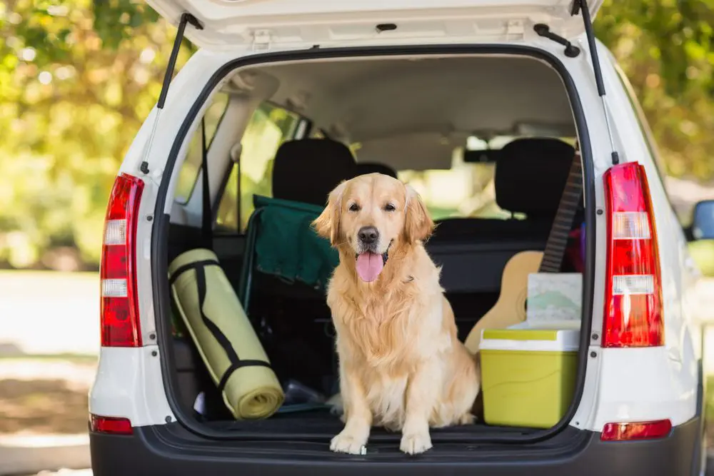 cars for dog lovers