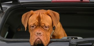 Jeep dealer throwing ‘Woofs and Wheels’ party to benefit humane societies An Indiana automotive group is giving Jeep-lovers the opportunity to help local humane societies with the "Woofs and Wheels" party.