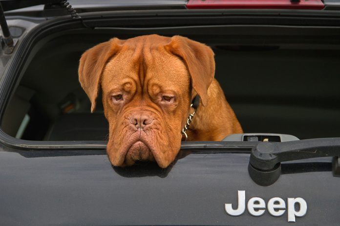 An Indiana automotive group is giving Jeep-lovers the opportunity to help local humane societies with the 