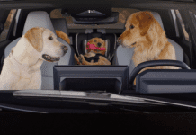 The Subaru Barkley family is back on (and off) the road in new “Dog Tested. Dog Approved.” TV ads Subaru brings back the Barkley dogs in a new “Dog Tested. Dog Approved.” ad campaign featuring new models, humor, and pet-friendly stories.